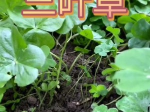水晶萝卜攻略（掌握关键策略，轻松通关无压力！）