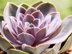 《梦幻珍珠技能搭配攻略》（探索最强技能组合，引爆战斗潜力）