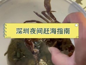 深圳赶海攻略（从新手到高手，快速学习深圳赶海技巧的关键要点）