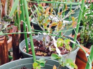 忘忧花园法师技能搭配攻略（利用法师技能，打造无敌阵容，闯荡游戏世界）