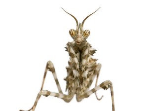 恶魔之花螳螂出装顺序攻略（成为无敌刺客的必备装备！）