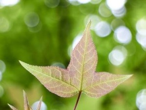 《以枪炮之恋》出装攻略最新版（打造无敌枪炮组合，征服全场战场！）