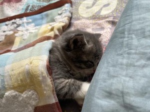 猫咪装备攻略（以偷包子的猫咪为主题，详解出装顺序及策略）