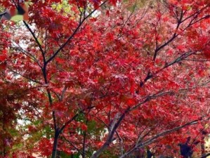 守卫襄阳技能攻略（掌握守卫襄阳技能的关键，成为顶级战士！）