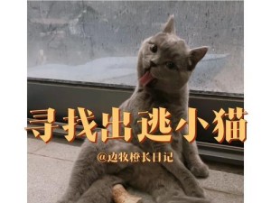 《小猫咪技能加点攻略》（让你的小猫咪在游戏中无敌闪耀——技能加点攻略）