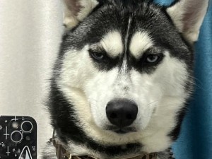 疯狂哈士奇出装顺序攻略——打造无敌战士的关键（掌握关键出装顺序，让你的哈士奇战斗力爆棚）