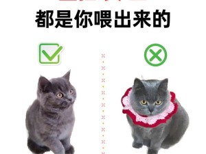 刀圈蓝猫出装攻略（全面提升游戏实力，让你成为刀圈蓝猫的最强玩家！）