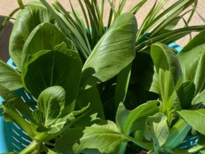 《四季物语》巨大芜菁种植攻略（学会这些技巧，让你的农场增产不止）